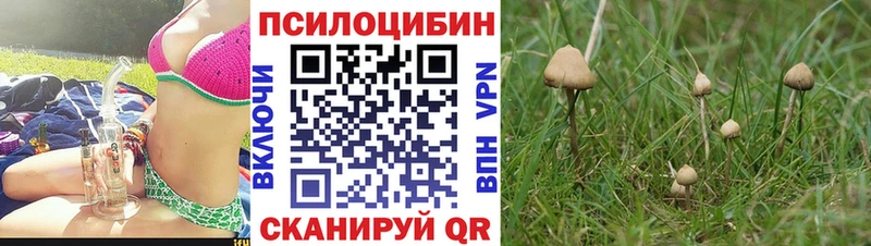 Псилоцибиновые грибы Psilocybe Георгиевск